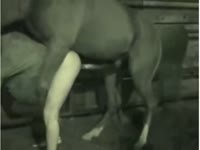 Kinky babe got banged by gigantic horse dick